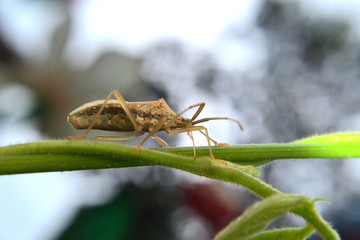 walang sangit (Leptocorisa acuta) who is currently mating on a tree branch
