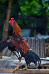 Cockfighting is a game of fighting two chickens in an arena until one of the chickens runs away or loses