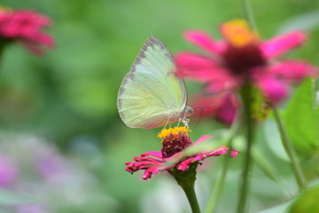 Common Brimstone, Gonepteryx rhamni is one kind of butterfly with yellow wings