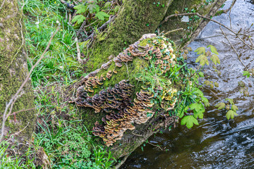 Saprophytic fungi, Coriolus versicolor, on a dead tree trunk