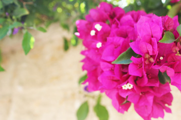 Bougainvillea flowers close up.Blooming bougainvillea.Bougainvillea flowers as a background.Floral background. - 319366215