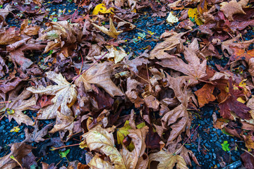 carpet of fallen leaves from maples in pacific northwest in autumn