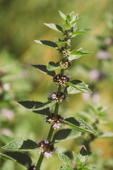 Origanum vulgare. Medicinal plant with small pink flowers in the wild in sunny weather