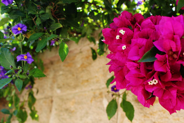 Bougainvillea flowers close up.Blooming bougainvillea.Bougainvillea flowers as a background.Floral background. - 319366299