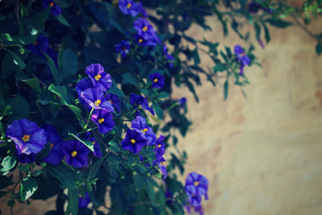 Purple Lobelia growing over a stone wall - 319366633