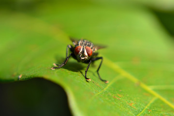 Meat flies are called sarcophagidae. These flies are sometimes perched on green leaves