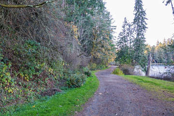 forest with walking path leading along the edge of the puget sound