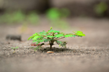 Small tree