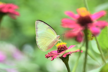 Common Brimstone, Gonepteryx rhamni is one kind of butterfly with yellow wings