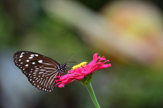 One of kind butterfly in indonesia  that is similar to the Euploea crameri butterfly