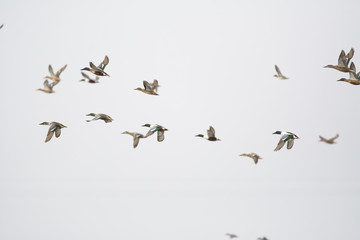 Flock of northern shovelers ducks taking flight.