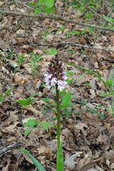 blooming spring european wild forest orchid
