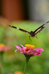 Hypolimnas bolina in Indonesia we call Kupu-Kupu Renda or some country commonly known as eggfly, the great eggfly