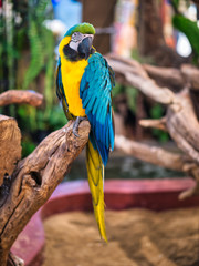 Take photos of the colorful macaw parrots with the bird care staff at the mall.