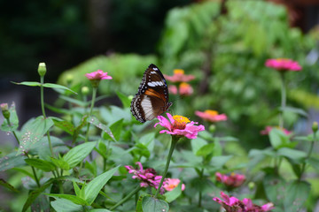 Hypolimnas bolina in Indonesia we call Kupu-Kupu Renda or some country commonly known as eggfly, the great eggfly