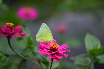Common Brimstone, Gonepteryx rhamni is one kind of butterfly with yellow wings