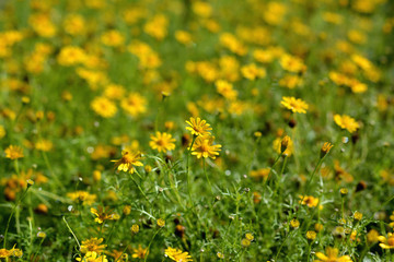 yellow phagneticola trilobata selective focus