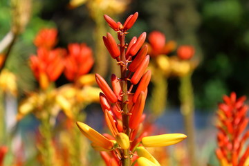red and yellow flower
