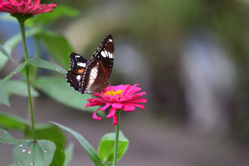 Hypolimnas bolina in Indonesia we call Kupu-Kupu Renda or some country commonly known as eggfly, the great eggfly