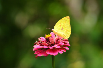 Eurema is known as yellow grass, one kind of butterfly