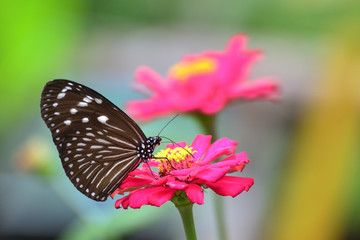 One of kind butterfly in indonesia  that is similar to the Euploea crameri butterfly