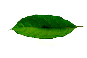 Leaves in the garden on white background. Debris after being eaten by worms. The furrows on the...