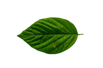 Leaves in the garden on white background. Debris after being eaten by worms. The furrows on the...