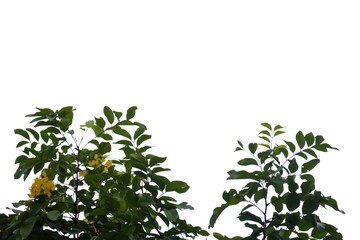 Tropical flower leaves branches on white isolated background for green foliage backdrop nd