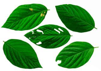 Leaves in the garden on white background. Debris after being eaten by worms. The furrows on the leaves occur naturally.