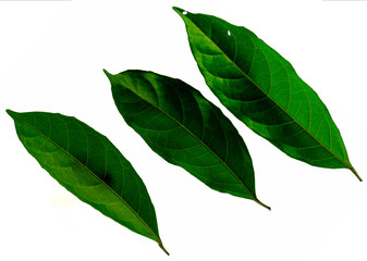 Leaves in the garden on white background. Debris after being eaten by worms. The furrows on the leaves occur naturally.