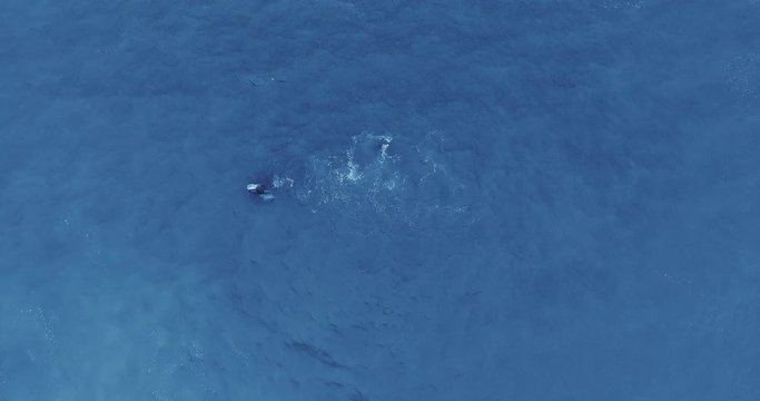 Overhead drone shot of a splashing gray whale in the ocean (Ruby Beach, Olympic National Park, Washington, USA)