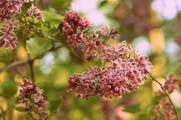 A beautiful bush of lilac blossoms in the summer garden on a sunny day. Retro style toned
