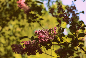 A beautiful bush of lilac blossoms in the summer garden on a sunny day. Retro style toned