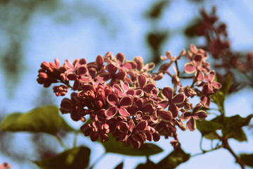 A beautiful bush of lilac blossoms in the summer garden on a sunny day. Retro style toned