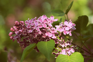 A beautiful bush of lilac blossoms in the summer garden on a sunny day. Retro style toned
