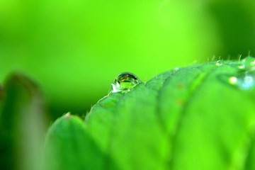 Drops of water on the leaves