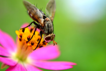Meat flies are called sarcophagidae. These flies are sometimes perched on green leaves