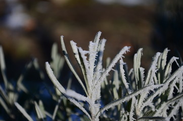 Branch covered in ice cold white frost in the winter. first frosts, cold weather, frozen water, frost