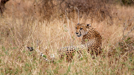 Cheetah in Serengeti © Sylvia Ebhardt