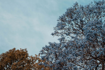 Infrared efect photo of a jacarandas tree in Mexico City