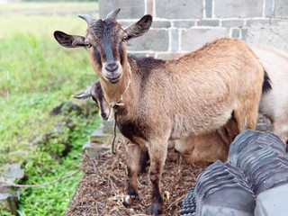 Portrait of black goat stare at camera in rainy day.