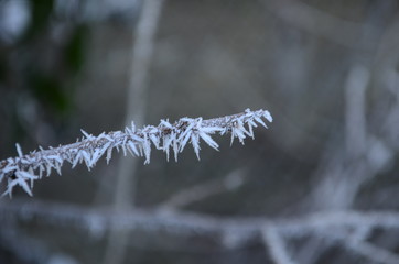 Branch covered in ice cold white frost in the winter. first frosts, cold weather, frozen water,...