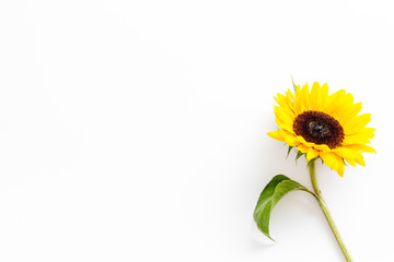 Sunflower - with stem and leaf - on white background top-down copy space