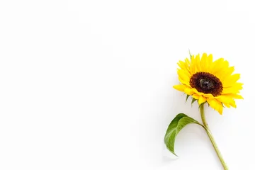 Foto op Canvas Sunflower - with stem and leaf - on white background top-down copy space © 9dreamstudio