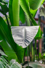 close up of banana palm leaves. Tropical forest