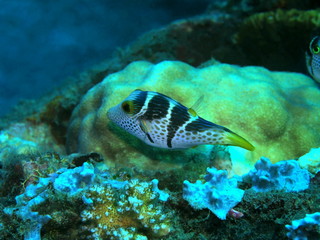 Naklejka na ściany i meble The amazing and mysterious underwater world of Indonesia, North Sulawesi, Manado, boxfish
