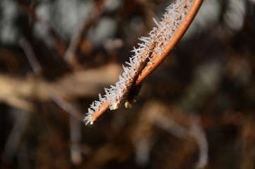 Branch covered in ice cold white frost in the winter. first frosts, cold weather, frozen water, frost