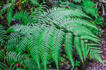Green fern leaves pattern of Golden chicken fern or Woolly fern (Cibotium Barometz) are growing in rainforest