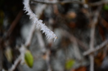 Branch covered in ice cold white frost in the winter. first frosts, cold weather, frozen water, frost