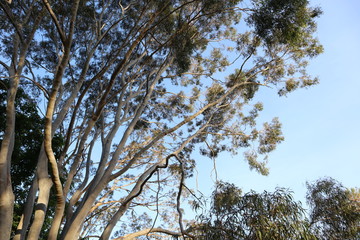 Eucalyptus trees in a park.